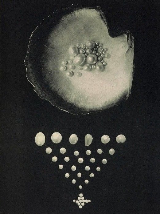 Pearls arranged beneath an open oyster shell